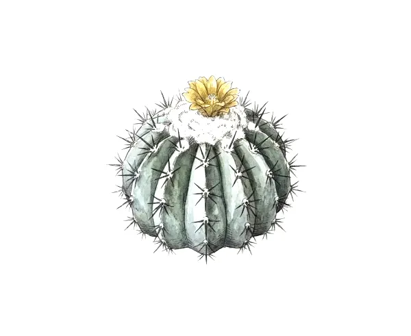 Watercolor of a Copiapoa cinerea cactus, a chalky grey-blue ribbed globe with black spines and a yellow flower in its woolly crown.