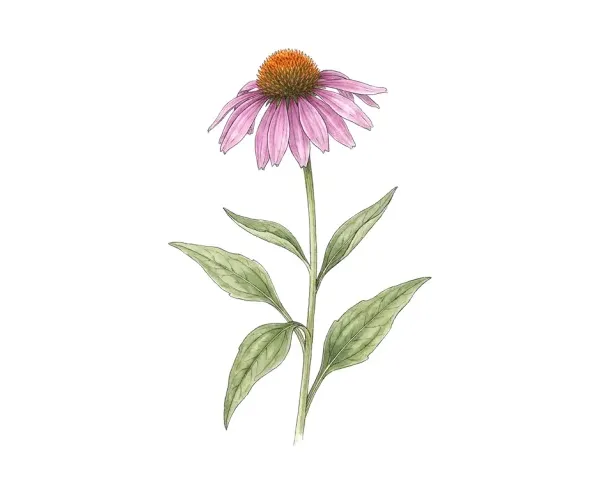 Watercolor of a purple coneflower stem with one open pink-purple flower and its spiky orange-brown cone.