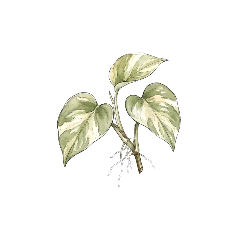 Illustration of a healthy pothos cutting with fine new roots.