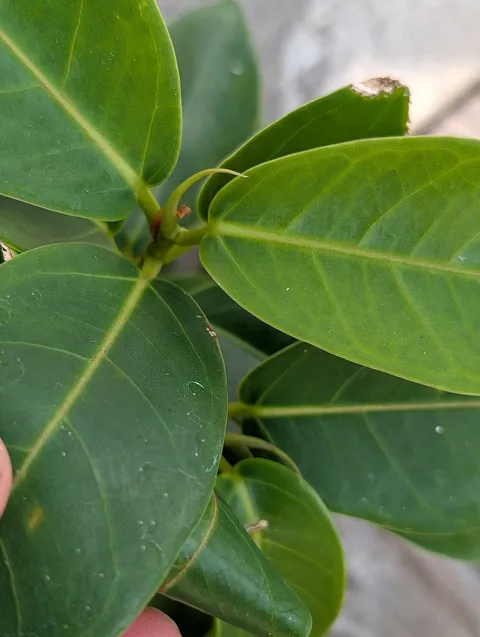 Arch Creek Park: plants growing