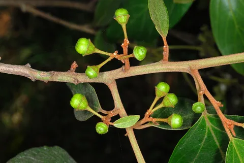Castellow Hammock Preserve & Nature Center: plants growing