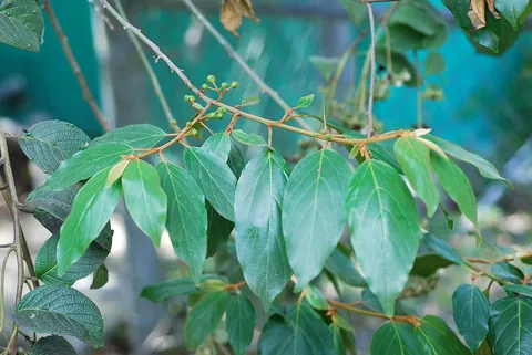Castellow Hammock Preserve & Nature Center: plants growing