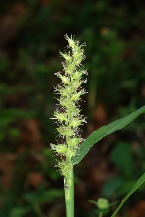 Chapman Field: plants growing