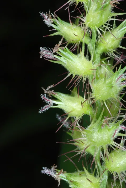 Chapman Field: plants growing