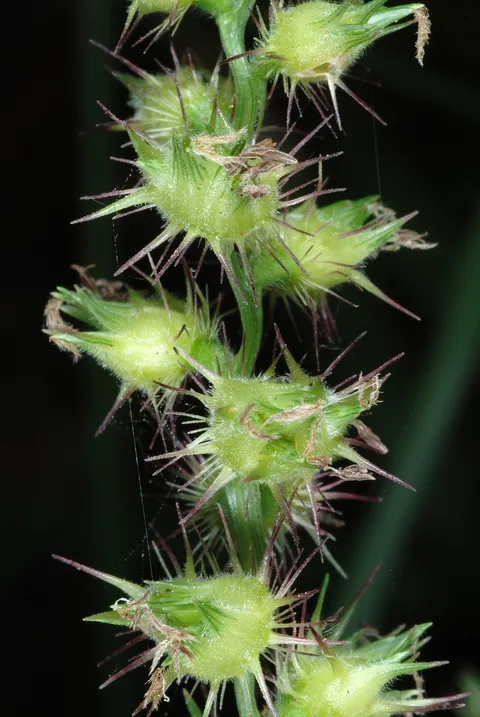Chapman Field: plants growing