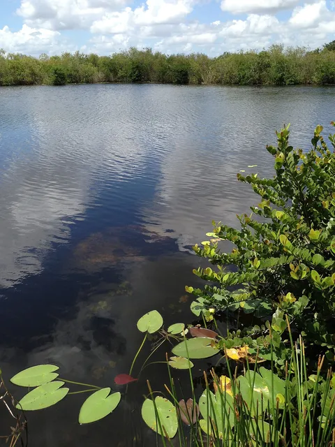 Everglades National Park: Anhinga Trail: the water