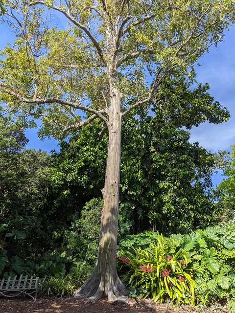 Fairchild Tropical Botanic Garden: plants growing