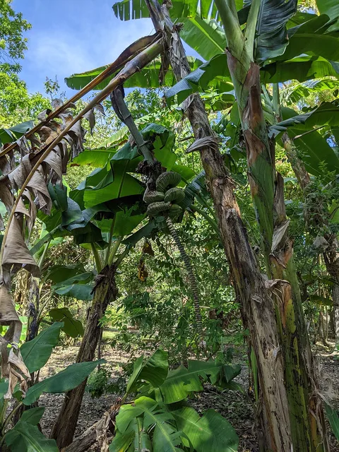 Fairchild Tropical Botanic Garden: plants growing