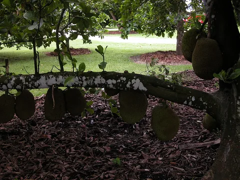 Fruit and Spice Park: plants growing