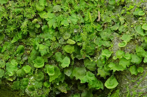 Hattie Bauer Hammock Preserve: plants growing