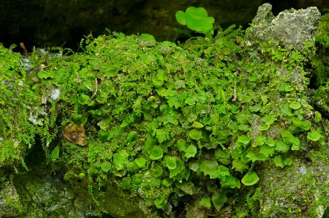 Hattie Bauer Hammock Preserve: plants growing