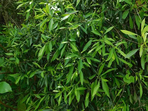 Kendall Indian Hammocks County Park: plants growing