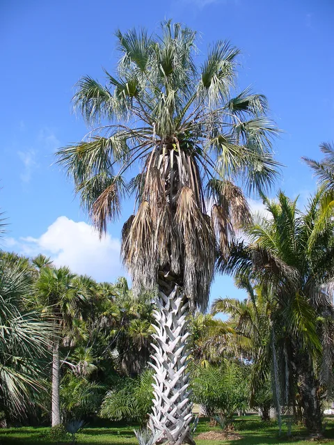 Montgomery Botanical Center: plants growing
