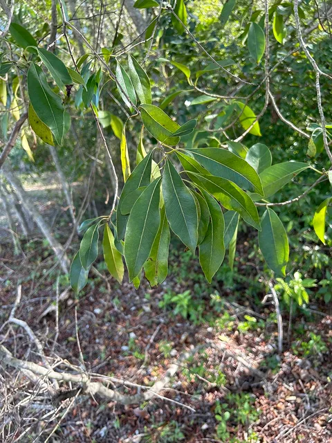 Old Cutler Hammock Park: plants growing