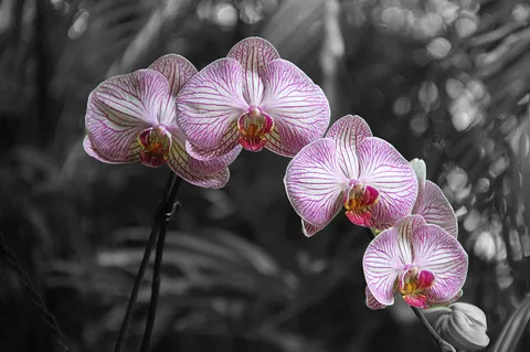 Pinecrest Gardens: plants growing