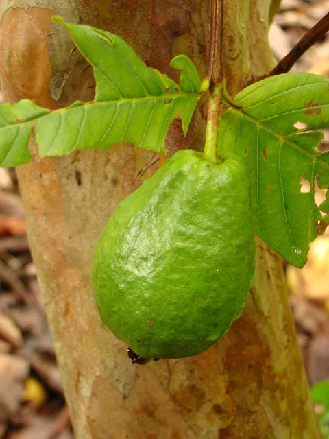 The Kampong: plants growing