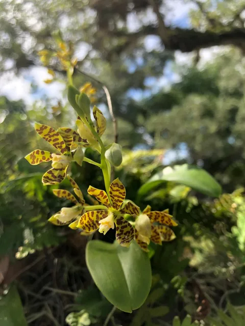 Vizcaya Museum and Gardens: plants growing