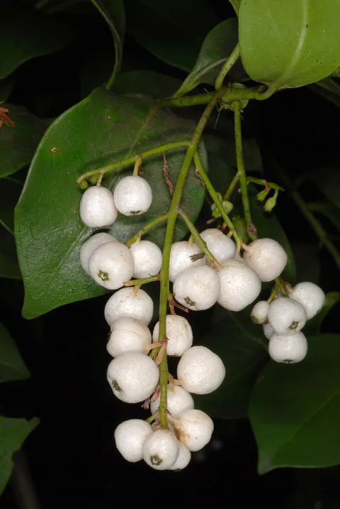 West Greynolds Park: plants growing