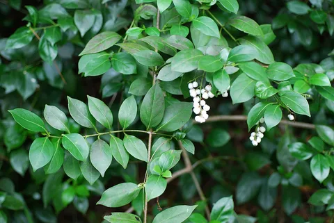 West Greynolds Park: plants growing