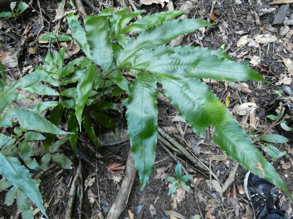 Abacopteris aspera (Abacopteris aspera)