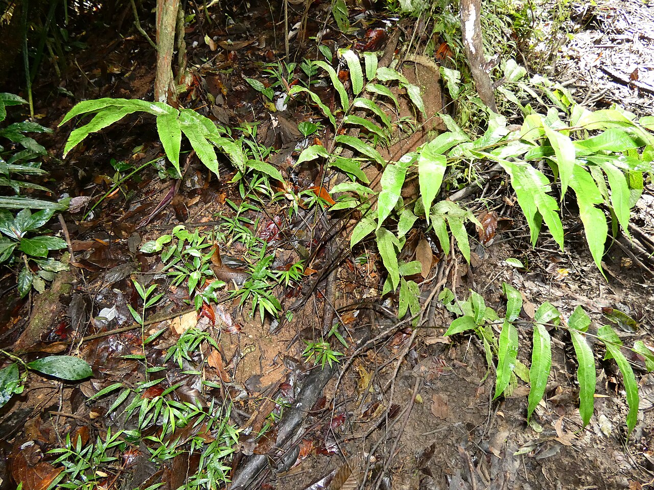 Abacopteris aspera: Abacopteris aspera growing in dense rainforest in Dindin National Park, Queensland