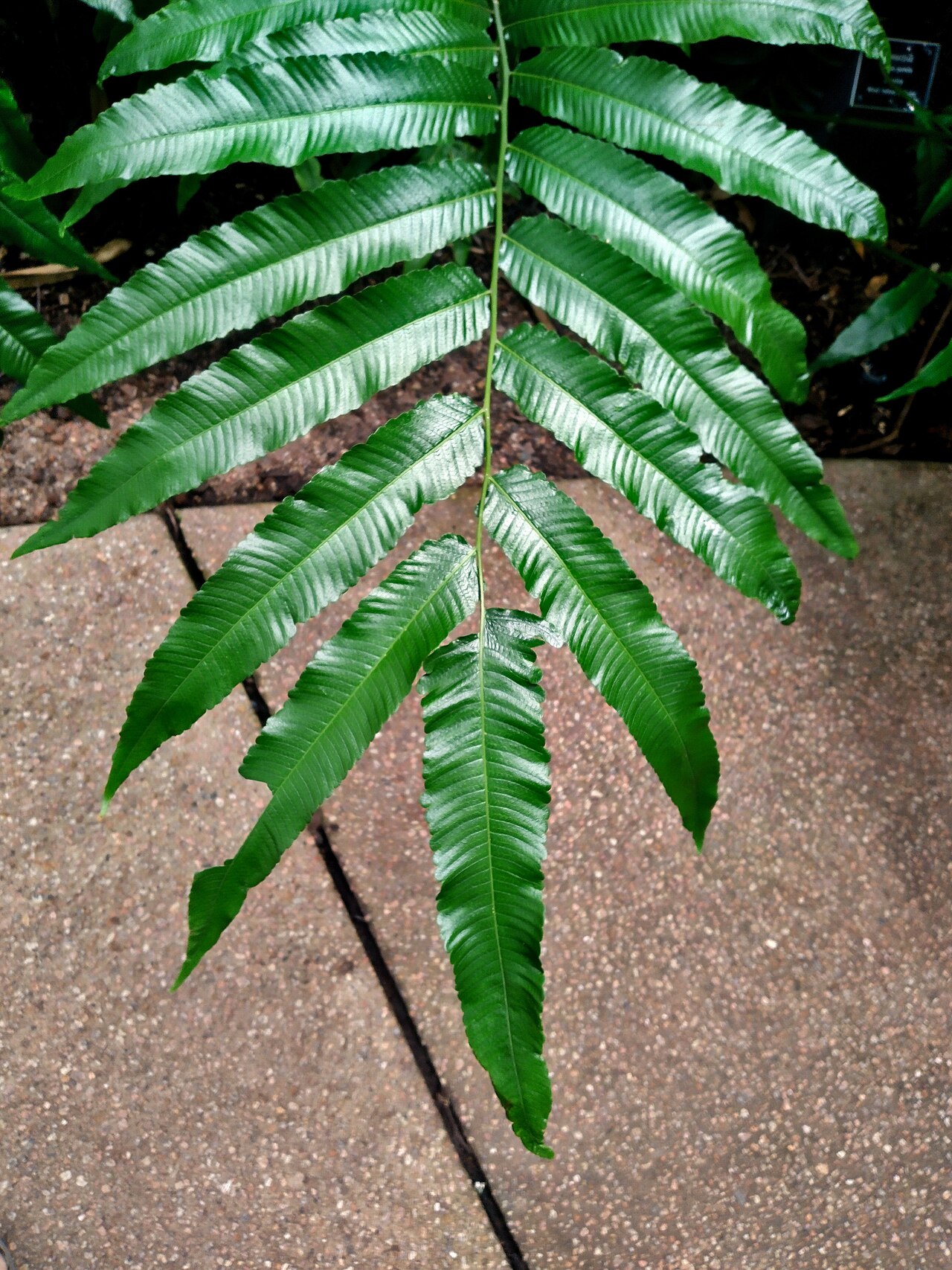 Abacopteris aspera: Abacopteris aspera growing at Cairns Botanic Gardens