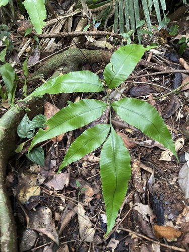 Abacopteris aspera (Abacopteris aspera)