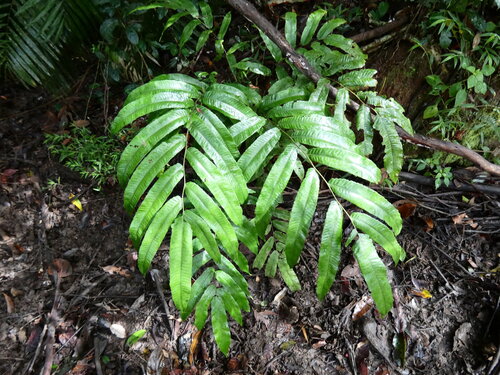 Abacopteris aspera (Abacopteris aspera)