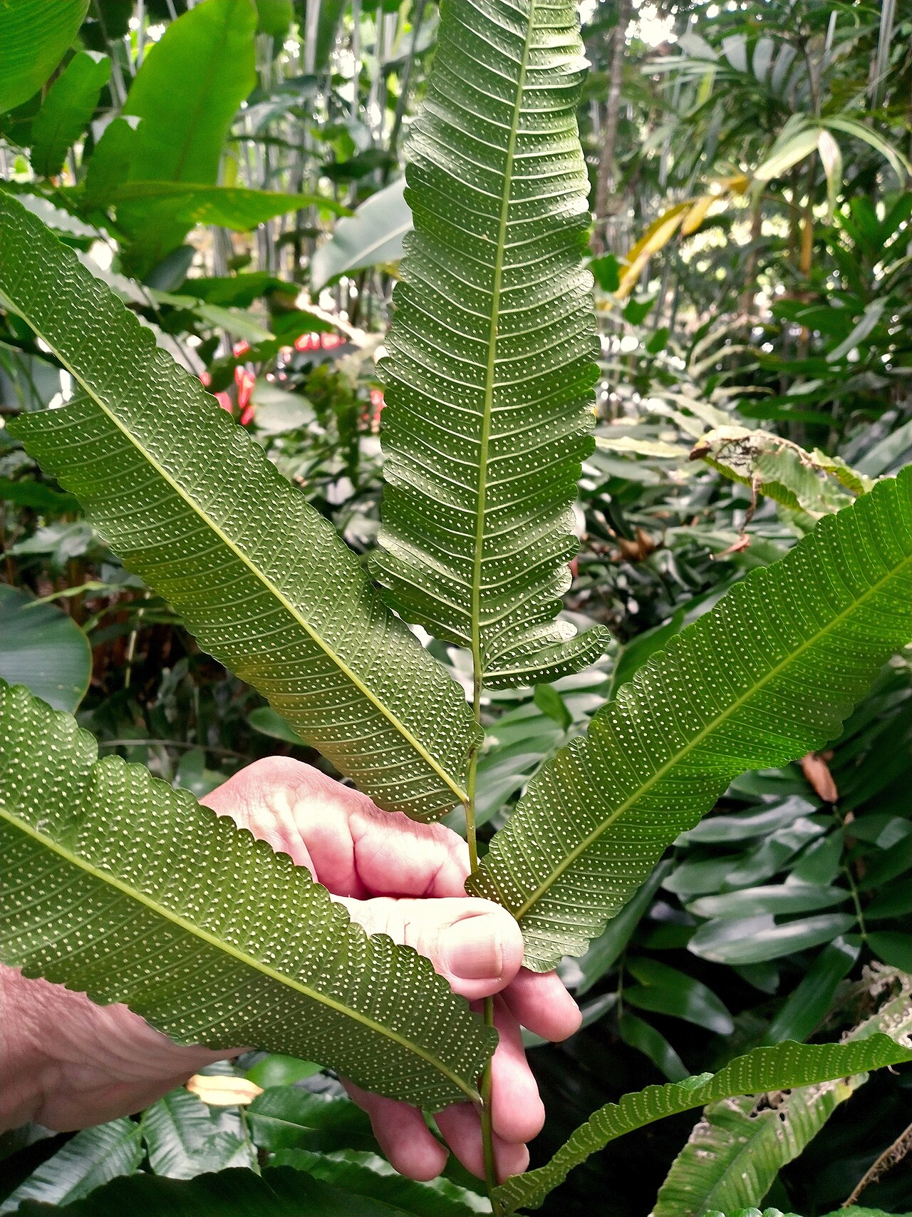 Abacopteris aspera: Abacopteris aspera growing at Cairns Botanic Gardens