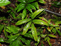 Abacopteris aspera (Abacopteris aspera)