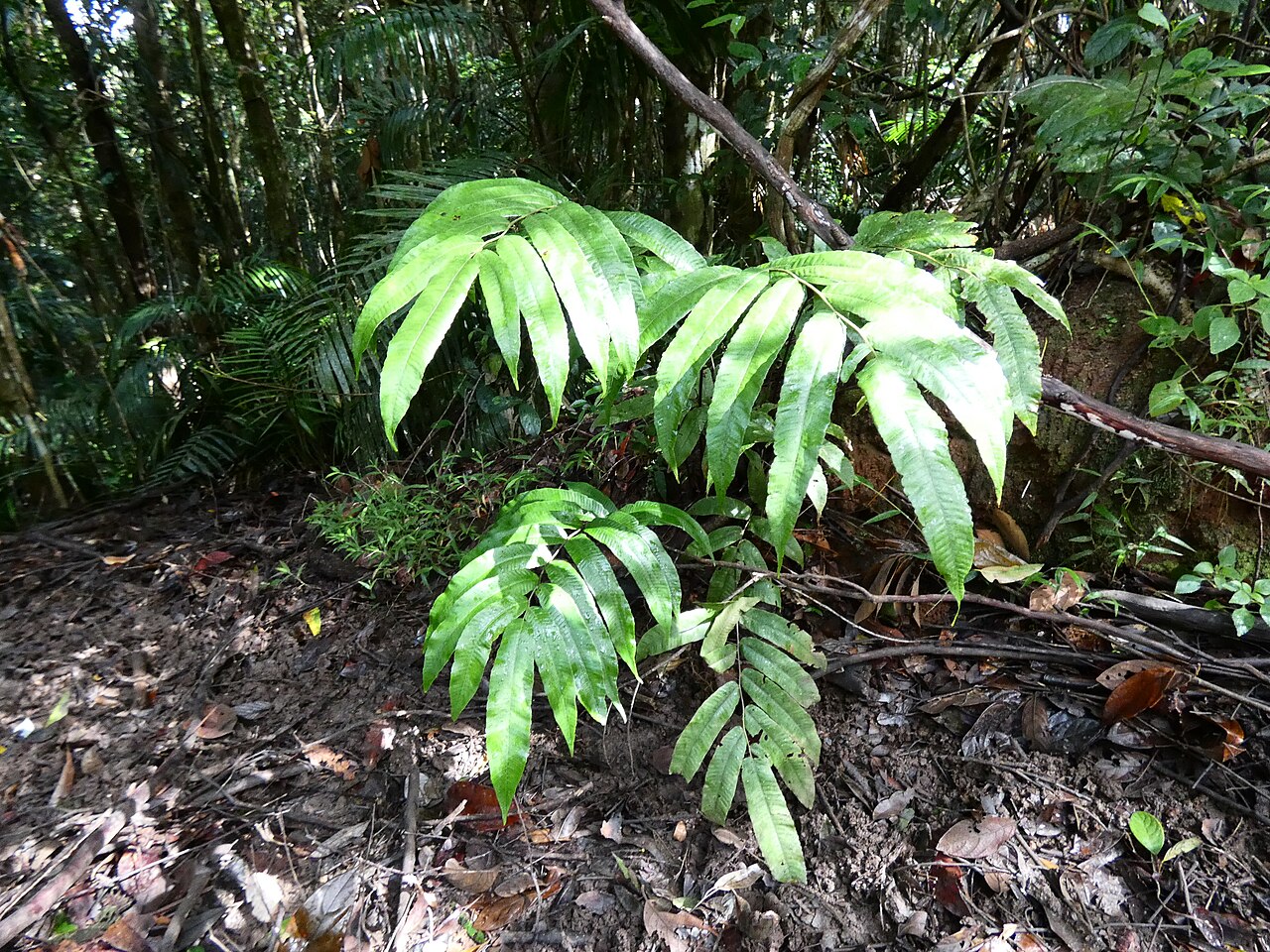 Abacopteris aspera: Abacopteris aspera growing in dense rainforest in Dindin National Park, Queensland
