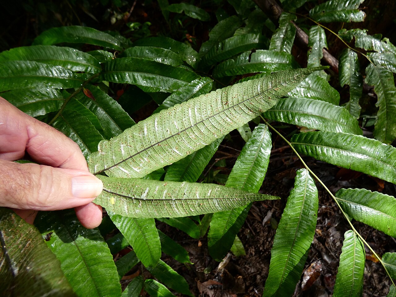 Abacopteris aspera: Abacopteris aspera growing in dense rainforest in Dindin National Park, Queensland