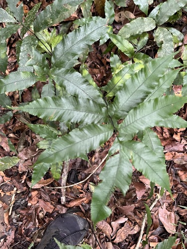 Abacopteris aspera (Abacopteris aspera)