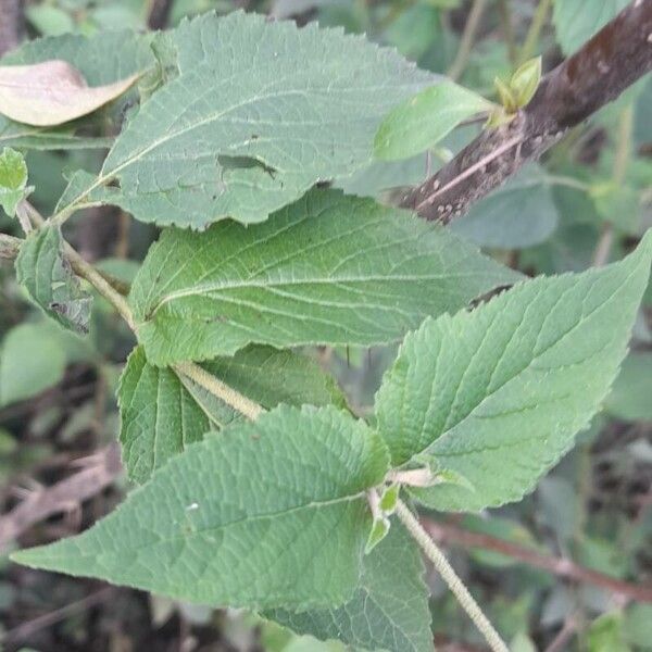 Abatia stellata (Abatia stellata)