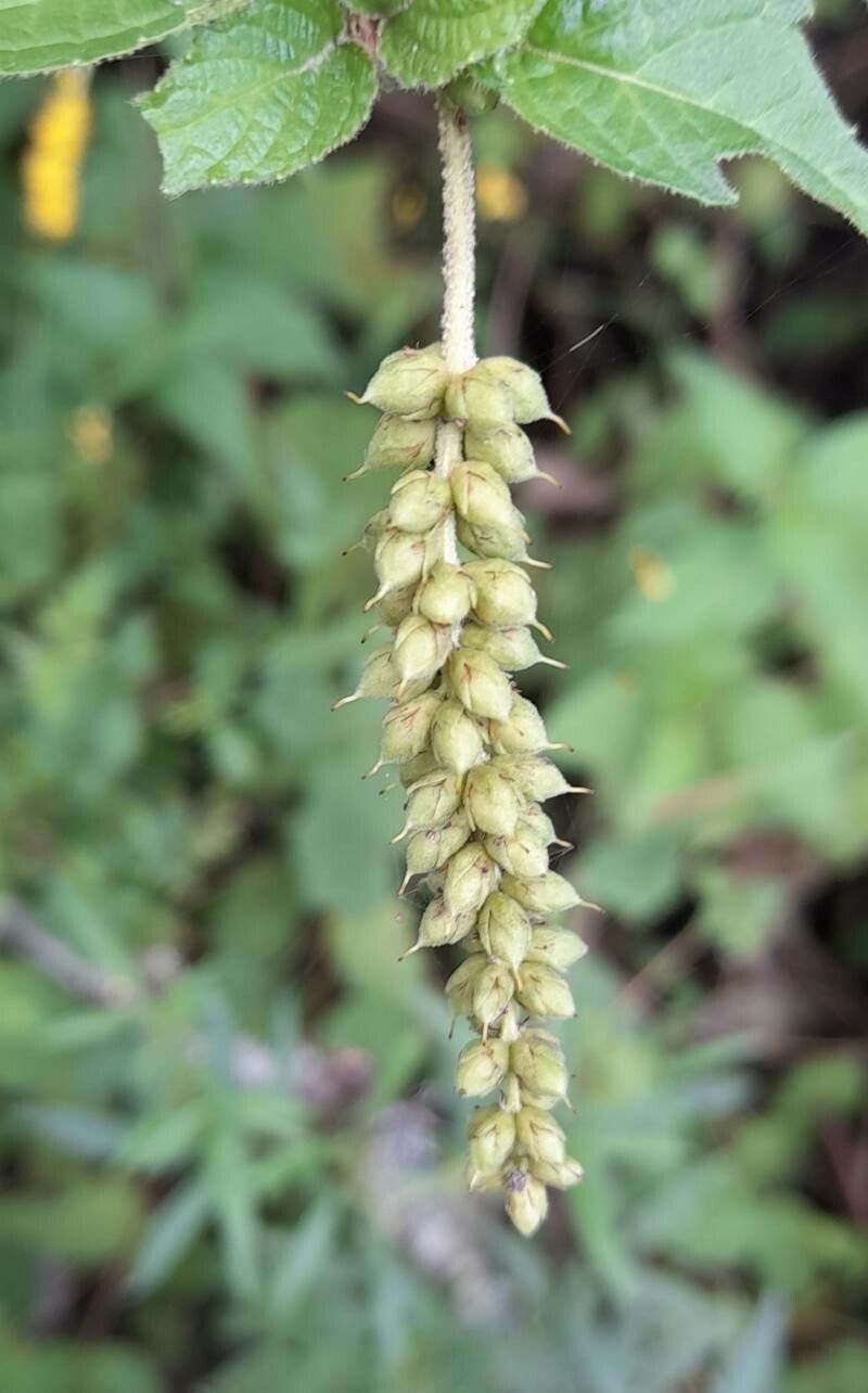 Abatia stellata (Abatia stellata)