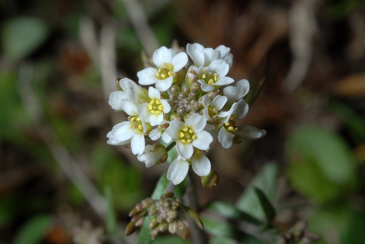 Abdra brachycarpa: Abdra brachycarpa