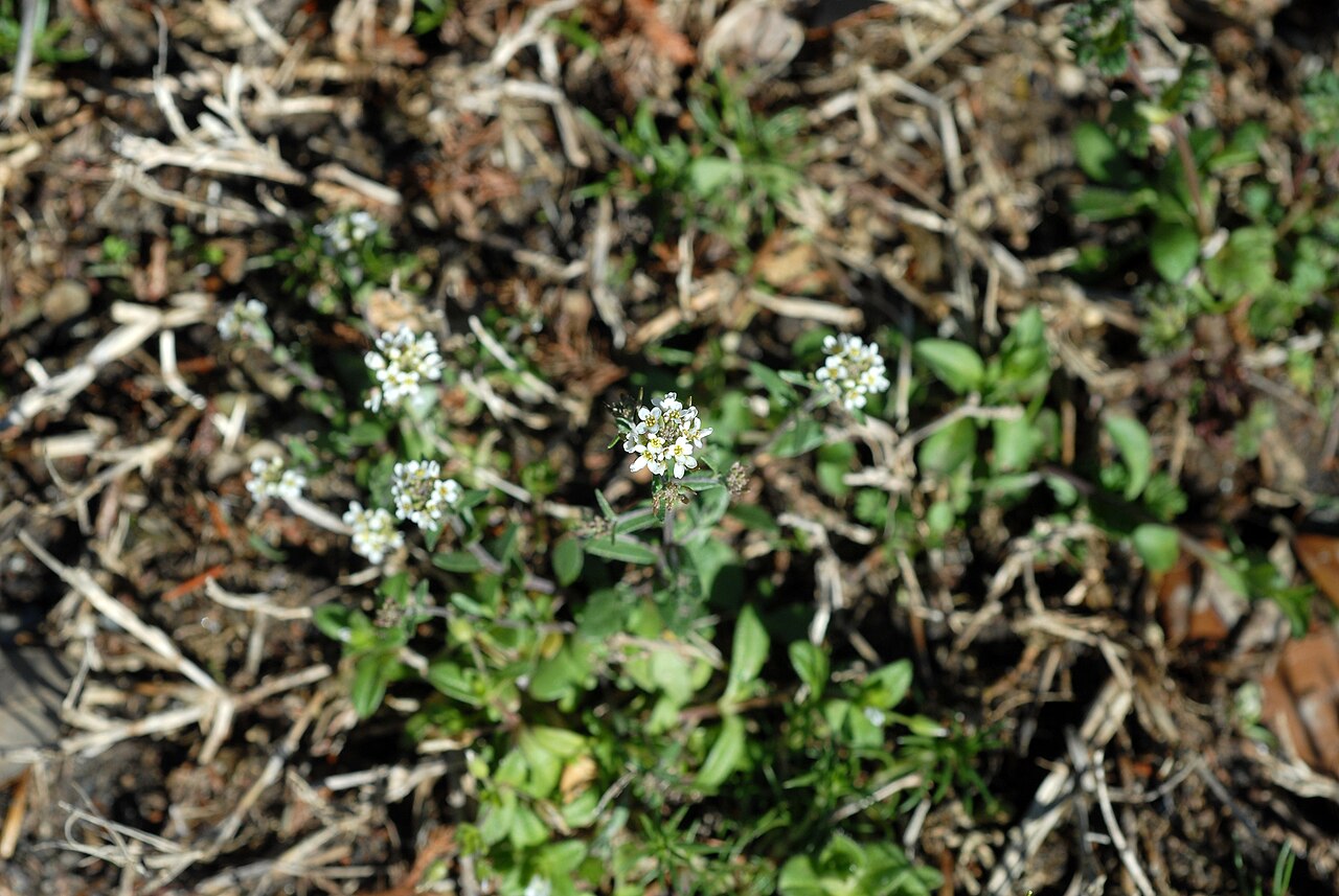 Abdra brachycarpa: Abdra brachycarpa