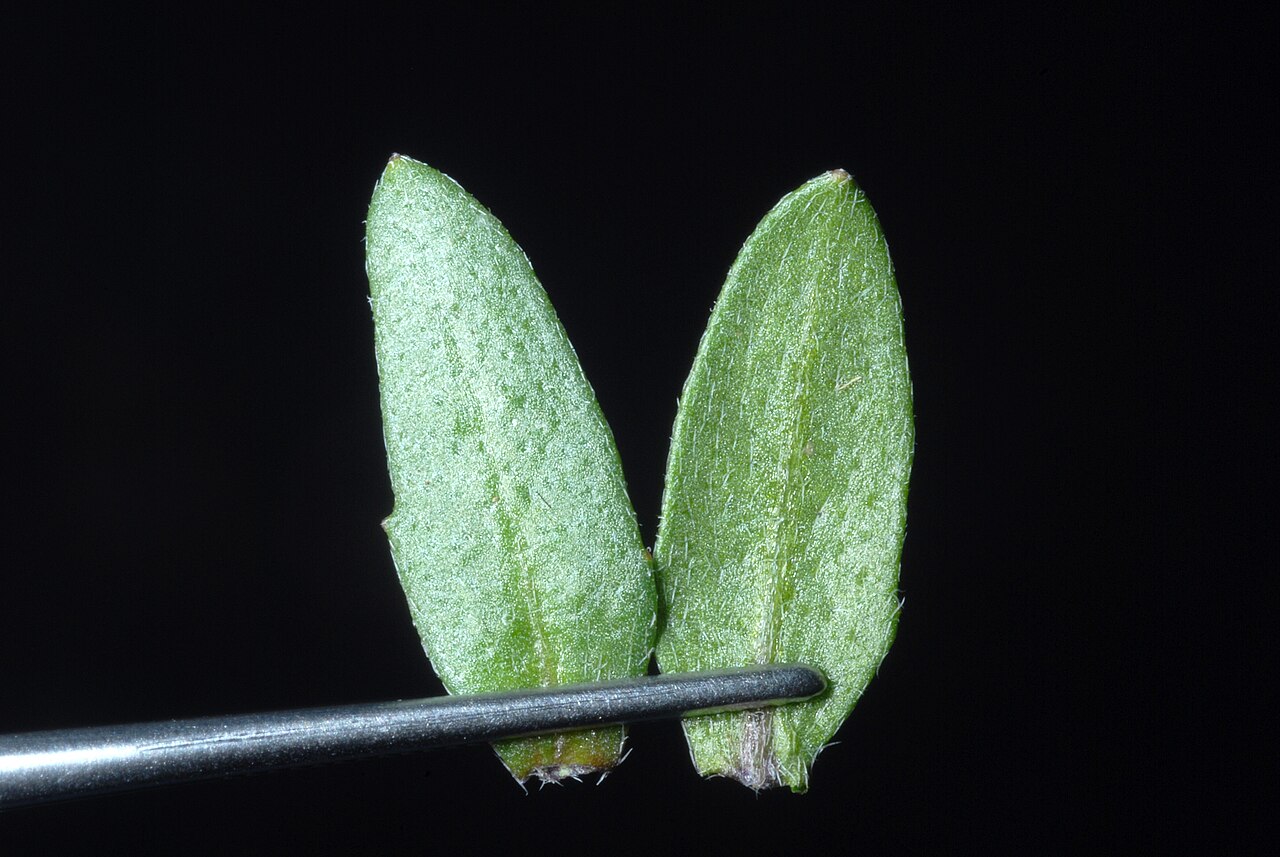 Abdra brachycarpa: Abdra brachycarpa