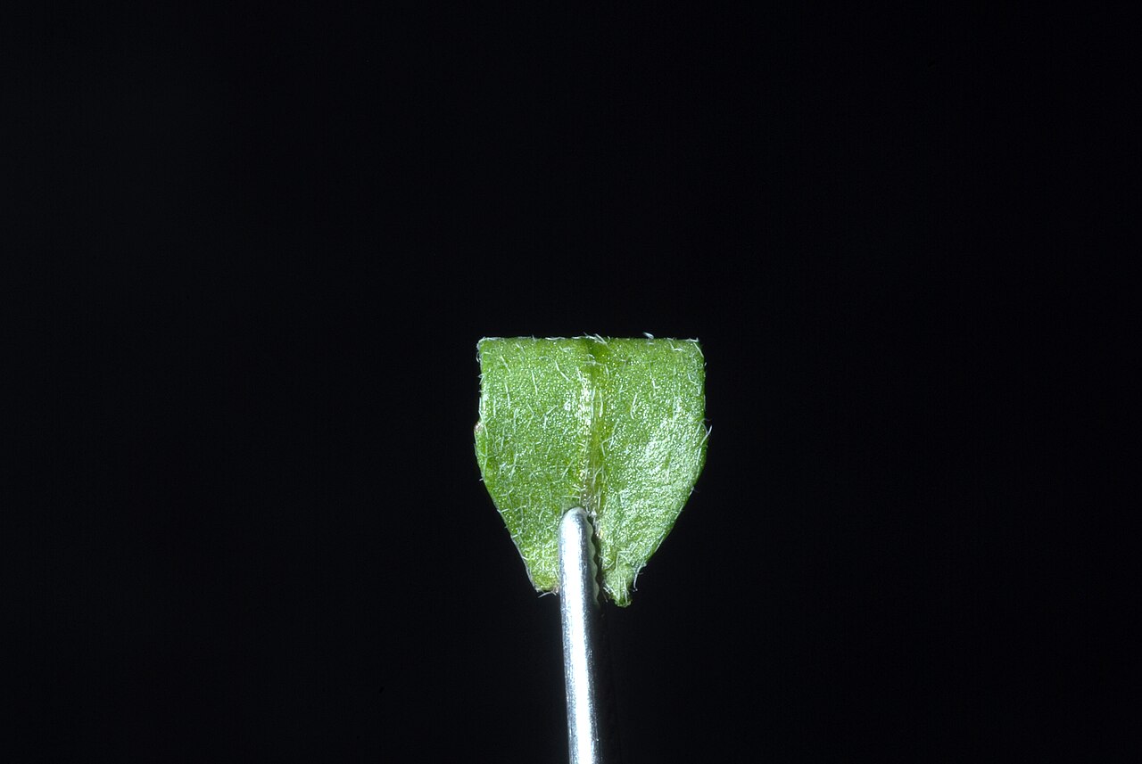 Abdra brachycarpa: Abaxial leaf surface.
