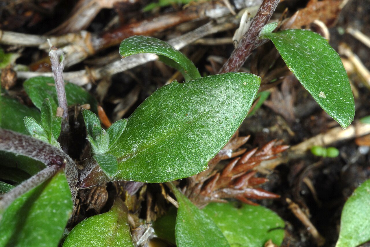 Abdra brachycarpa: Abdra brachycarpa