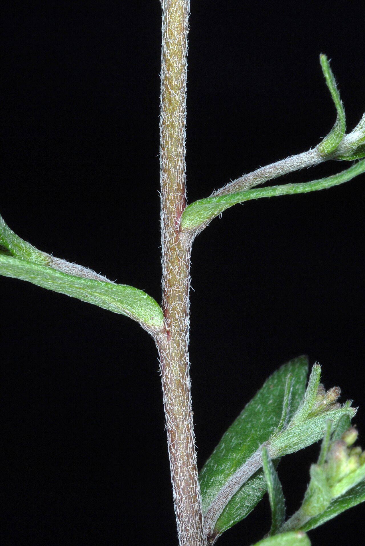 Abdra brachycarpa: Abdra brachycarpa
