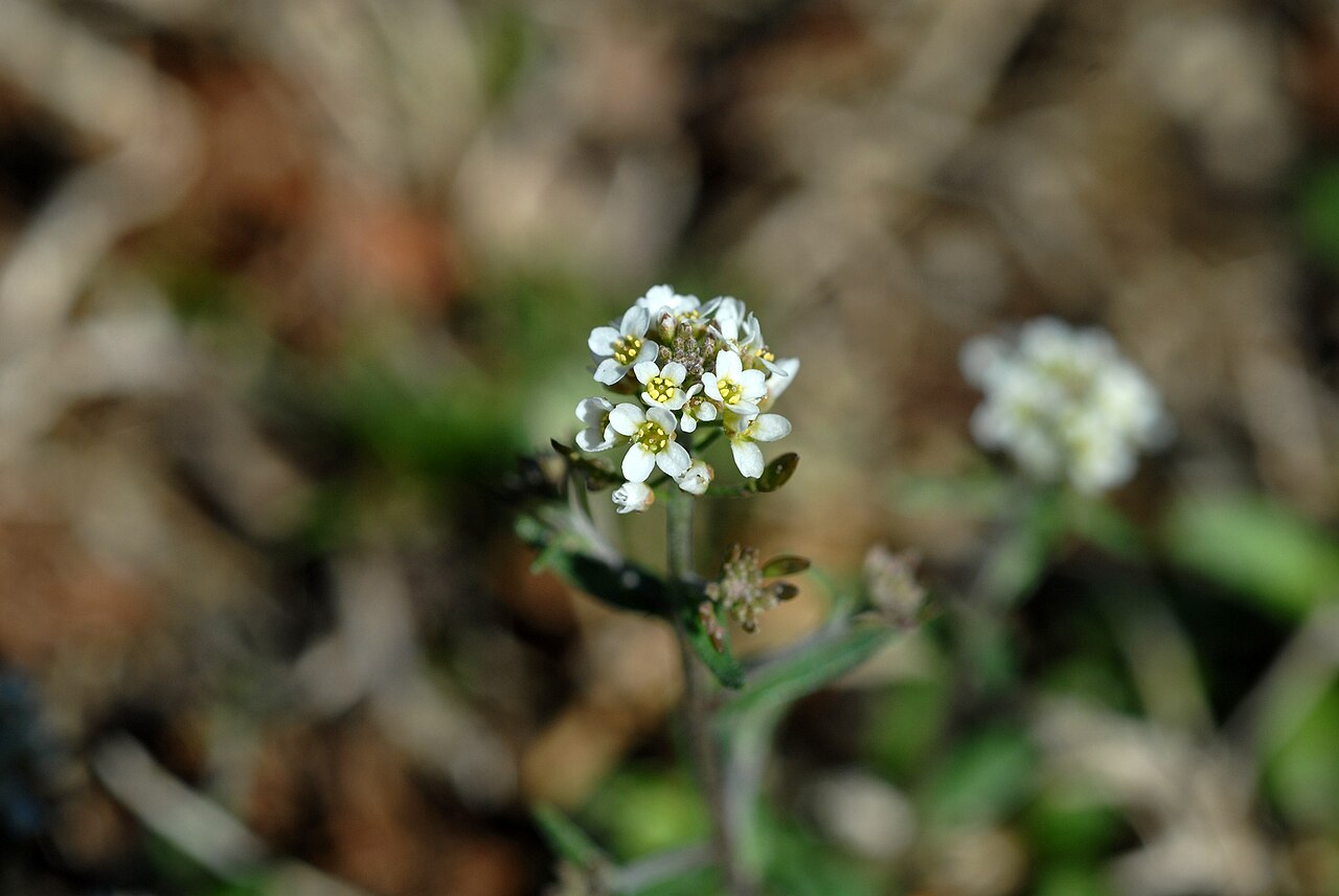 Abdra brachycarpa: Abdra brachycarpa