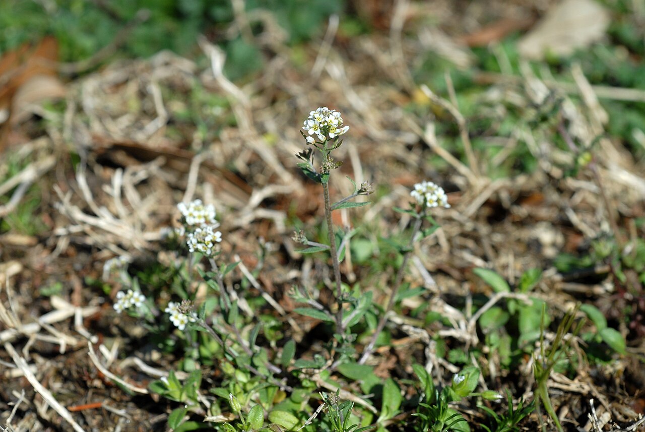 Abdra brachycarpa: Abdra brachycarpa