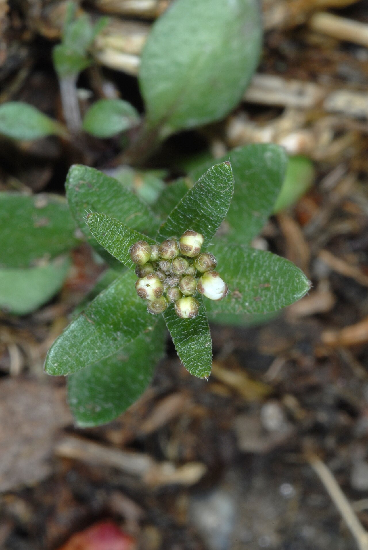 Abdra brachycarpa: Abdra brachycarpa
