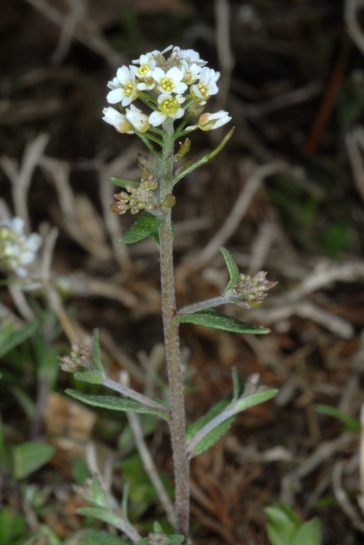 Abdra brachycarpa: Abdra brachycarpa