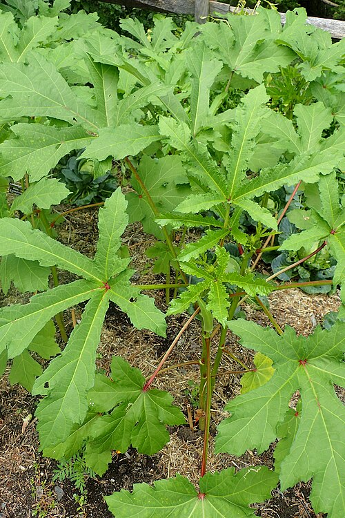 Okra: Abelmoschus esculentus 'Clemson Spineless' at the New York Botanical Garden