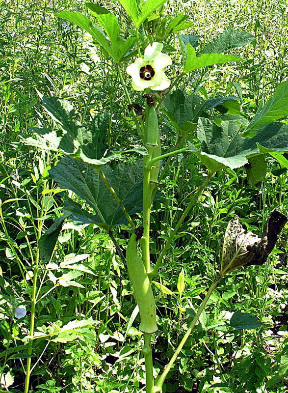 Okra: The Okra plant is African in origin, although now widely planted. Here near Lparamba in southern Tanzania, it is known as Bamia.