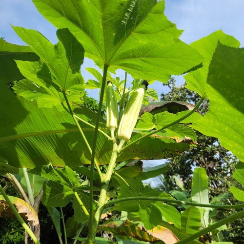 Okra (Abelmoschus esculentus)