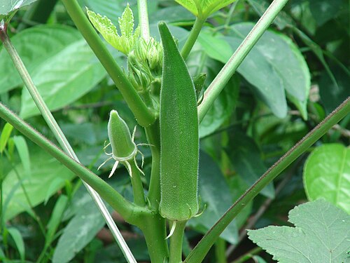 Okra: Earth100's Okra Plant, growing in Hong Kong, on August 25, 2012