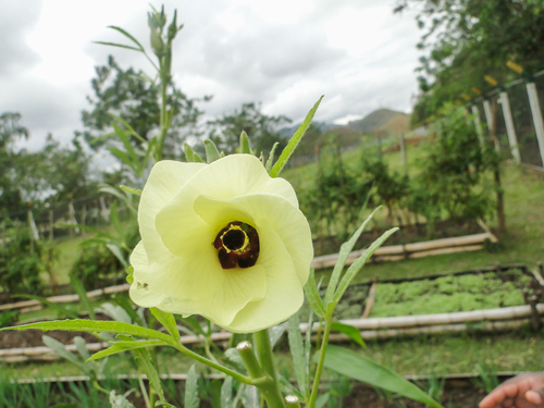 Okra (Abelmoschus esculentus)